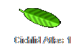 Cichlid Atlas 1
